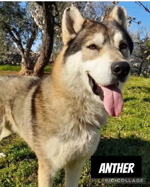 meraviglioso simil cane lupo cecoslovacco 