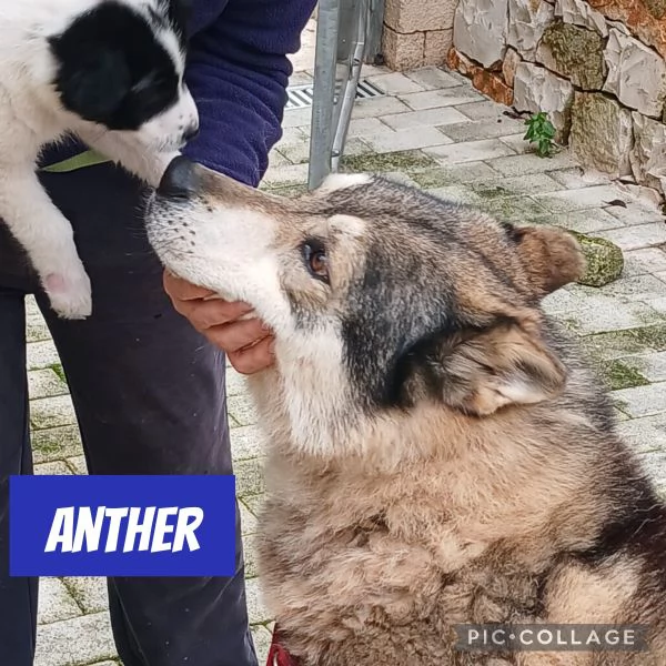 meraviglioso simil cane lupo cecoslovacco  | Foto 3