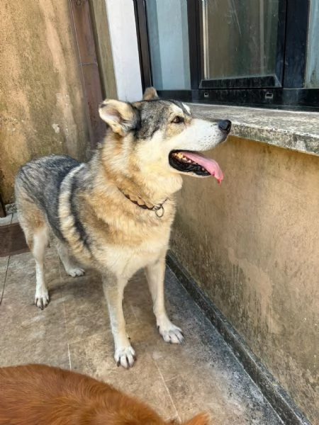 meraviglioso simil cane lupo cecoslovacco  | Foto 2
