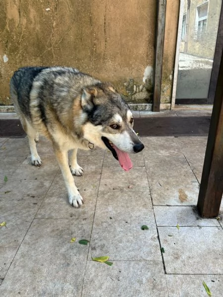 meraviglioso simil cane lupo cecoslovacco  | Foto 1
