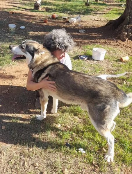 meraviglioso simil cane lupo cecoslovacco  | Foto 0