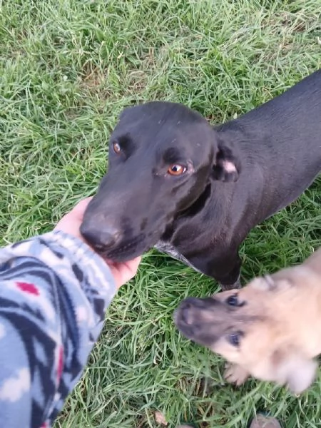 Shilla stupenda cucciolona nera | Foto 4