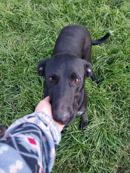 Shilla stupenda cucciolona nera | Foto 3