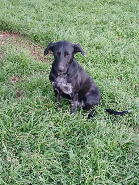 Shilla stupenda cucciolona nera | Foto 2