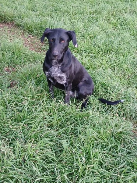 Shilla stupenda cucciolona nera | Foto 1