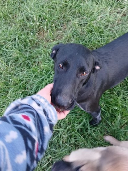 Shilla stupenda cucciolona nera | Foto 0
