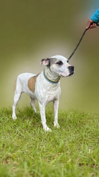 dolcissima simil amstaff 