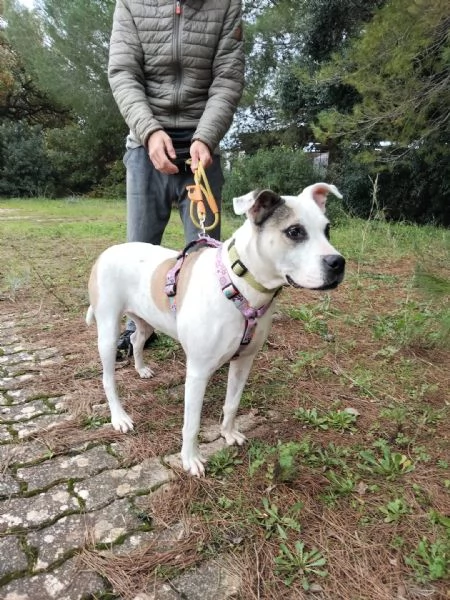 dolcissima simil amstaff  | Foto 6