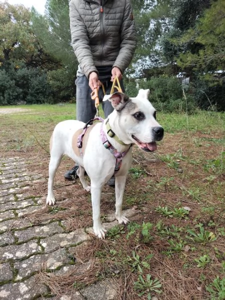 dolcissima simil amstaff  | Foto 5