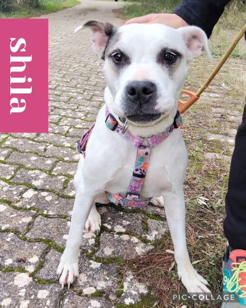 dolcissima simil amstaff  | Foto 3