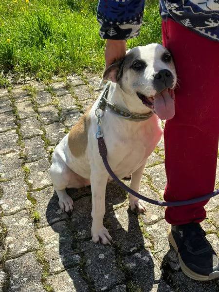dolcissima simil amstaff  | Foto 2
