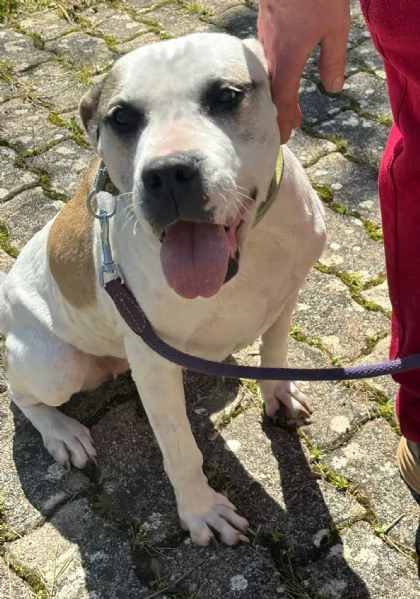dolcissima simil amstaff  | Foto 1