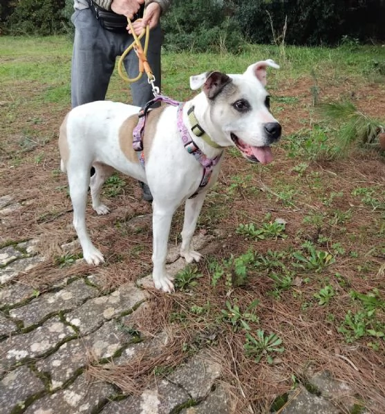 dolcissima simil amstaff  | Foto 0