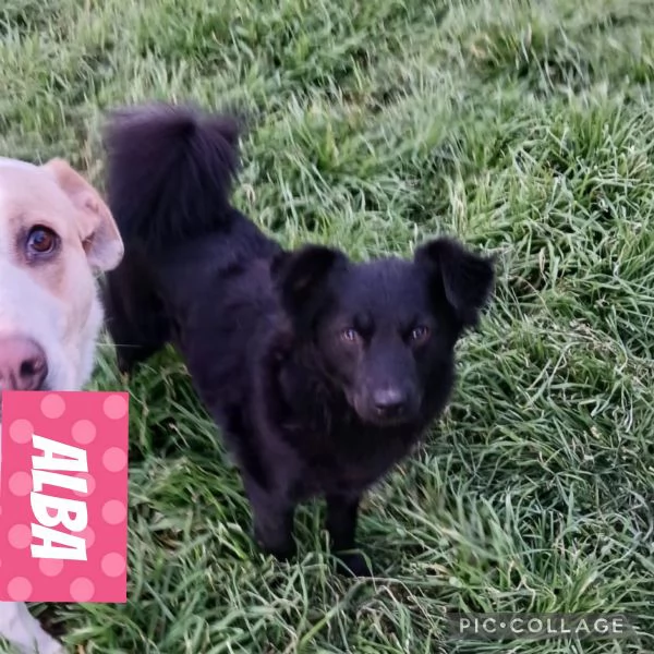  meravigliosa cucciola d 15 mesi taglia piccola  | Foto 5