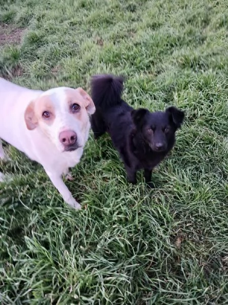  meravigliosa cucciola d 15 mesi taglia piccola  | Foto 4