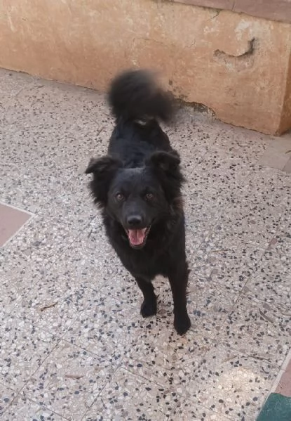  meravigliosa cucciola d 15 mesi taglia piccola  | Foto 3