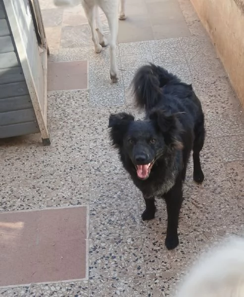  meravigliosa cucciola d 15 mesi taglia piccola 