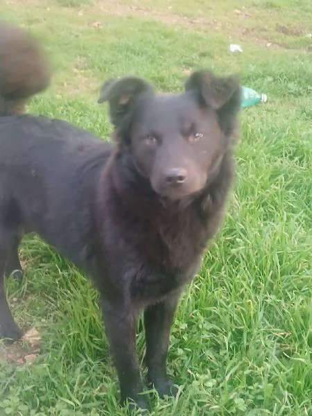  meravigliosa cucciola d 15 mesi taglia piccola  | Foto 1