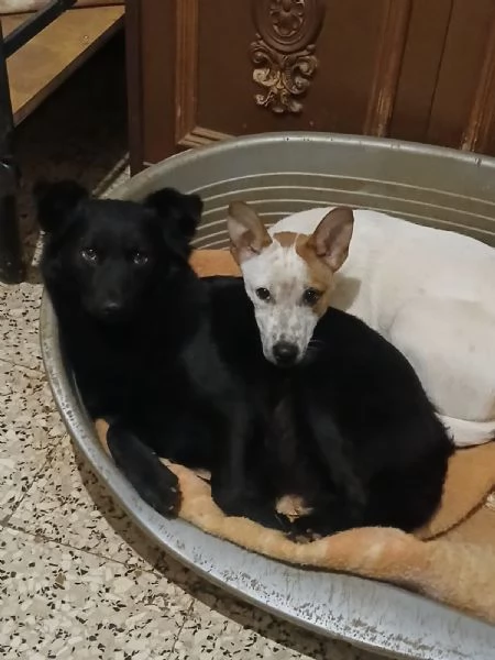  meravigliosa cucciola d 15 mesi taglia piccola  | Foto 0