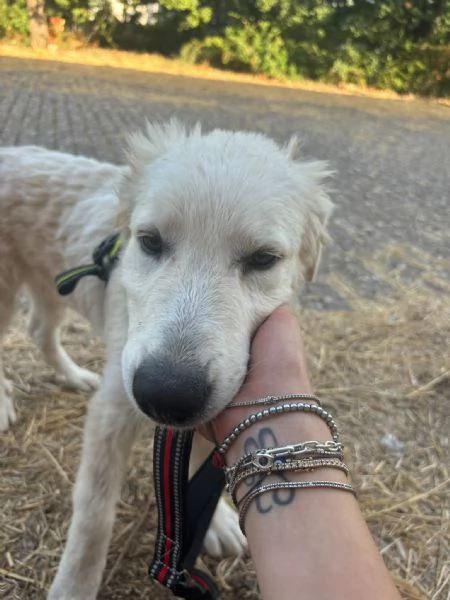 Dolcissimo cucciolo taglia grande  | Foto 6