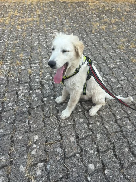 Dolcissimo cucciolo taglia grande  | Foto 5