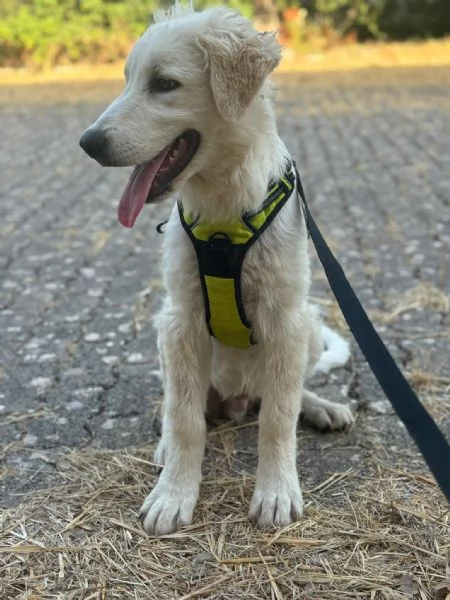 Dolcissimo cucciolo taglia grande  | Foto 4