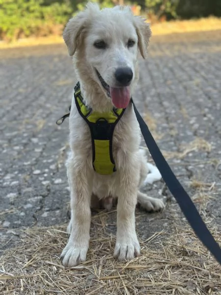 Dolcissimo cucciolo taglia grande 