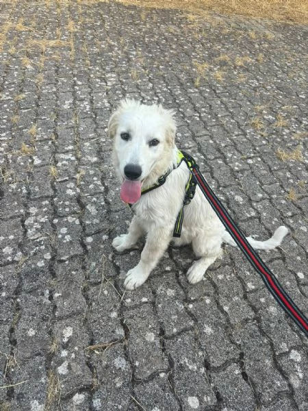 Dolcissimo cucciolo taglia grande  | Foto 3