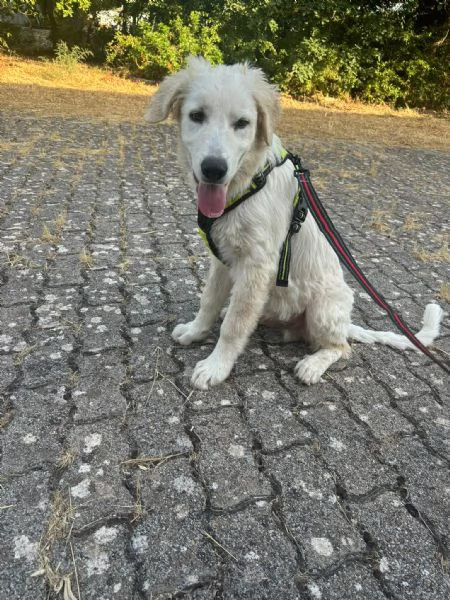 Dolcissimo cucciolo taglia grande  | Foto 2