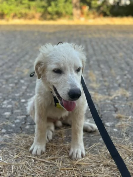 Dolcissimo cucciolo taglia grande  | Foto 1