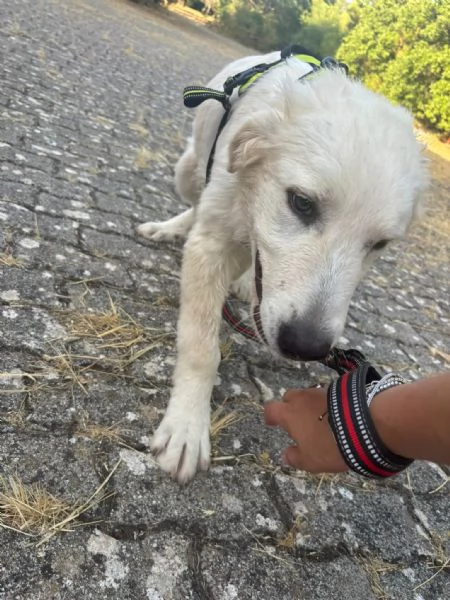 Dolcissimo cucciolo taglia grande  | Foto 0