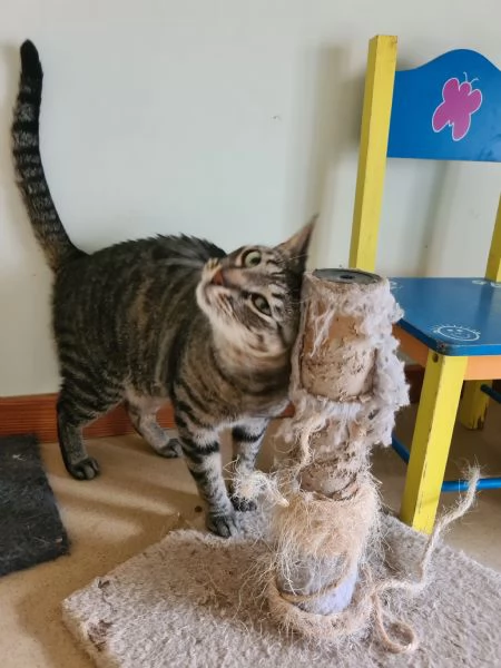 Buffo e dolce gatto tigrato fiv + | Foto 12