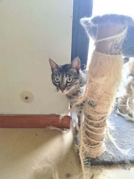 Buffo e dolce gatto tigrato fiv + | Foto 11
