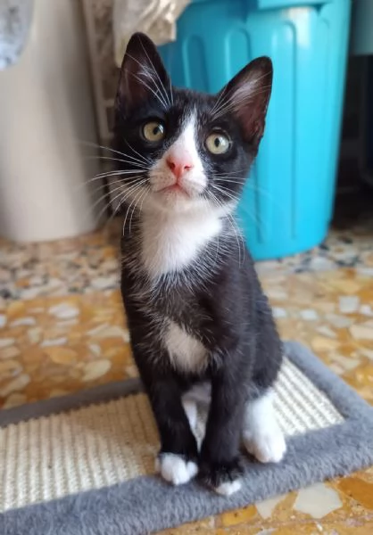 Buffo e dolce gattino bianco e nero | Foto 5