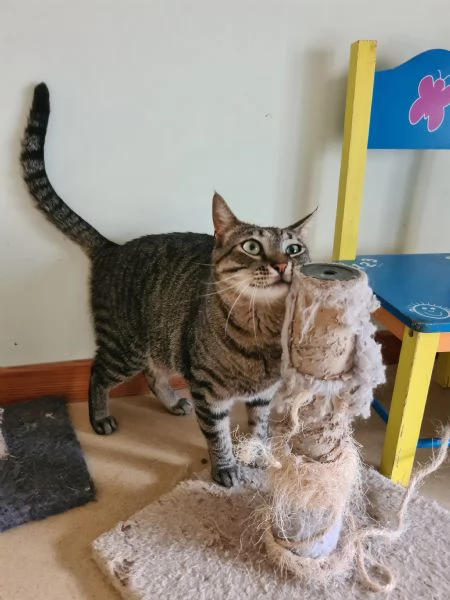 Buffo e dolce gatto tigrato fiv + | Foto 9