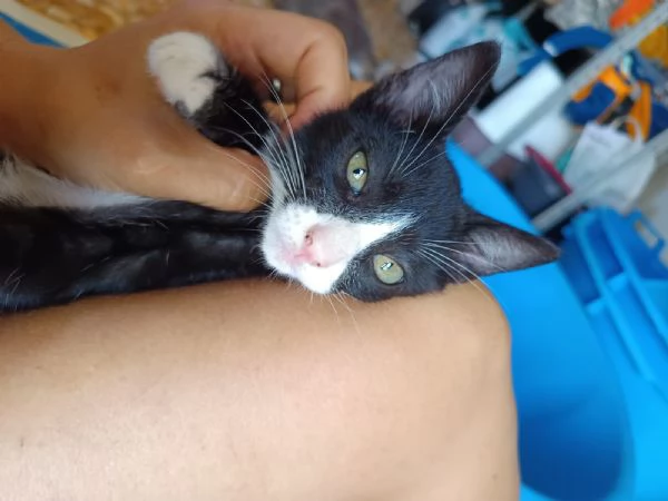 Buffo e dolce gattino bianco e nero | Foto 4