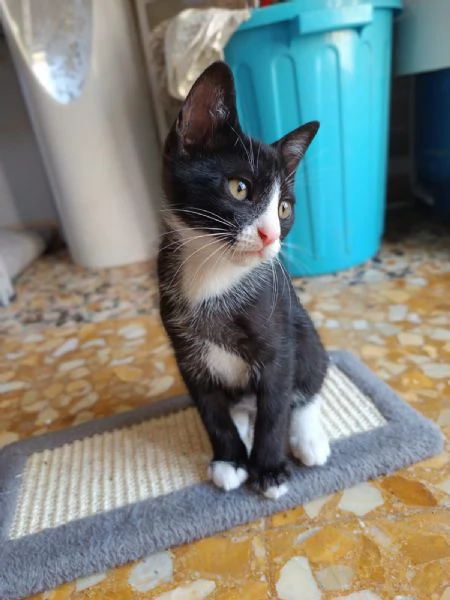 Buffo e dolce gattino bianco e nero | Foto 3