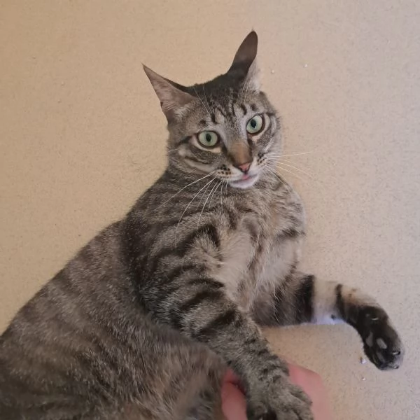 Buffo e dolce gatto tigrato fiv + | Foto 6