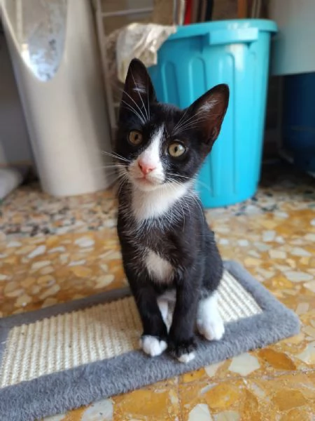 Buffo e dolce gattino bianco e nero | Foto 2