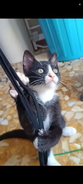 Buffo e dolce gattino bianco e nero | Foto 1
