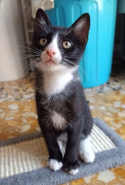 Buffo e dolce gattino bianco e nero | Foto 0