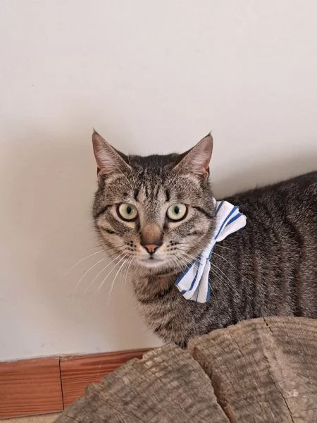 Buffo e dolce gatto tigrato fiv + | Foto 1