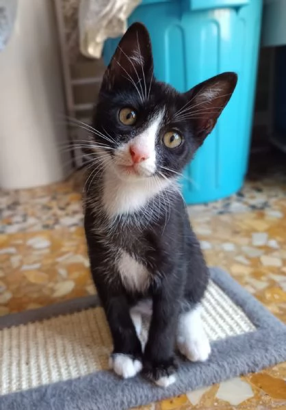 Buffo e dolce gattino bianco e nero
