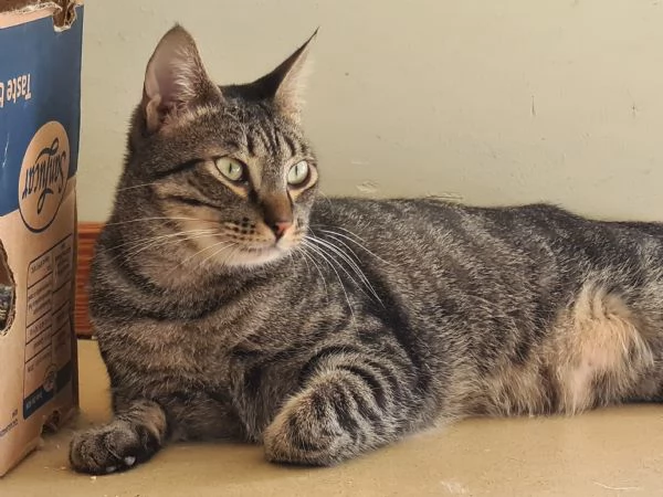 Buffo e dolce gatto tigrato fiv +