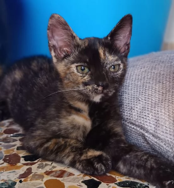Mim&igrave; meravigliosa gattina d 2 mesi e mezzo