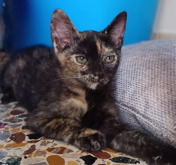 Mim&igrave; meravigliosa gattina d 2 mesi e mezzo | Foto 3