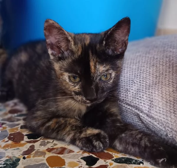 Mim&igrave; meravigliosa gattina d 2 mesi e mezzo | Foto 2
