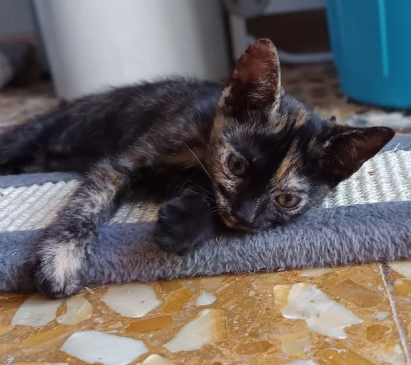 Mim&igrave; meravigliosa gattina d 2 mesi e mezzo | Foto 1