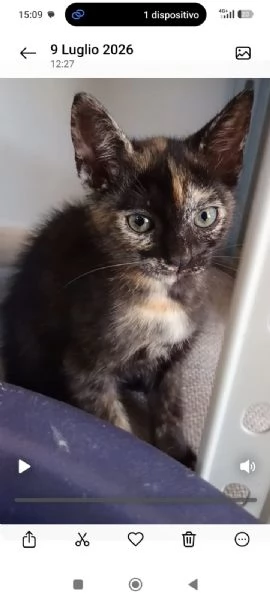 Mim&igrave; meravigliosa gattina d 2 mesi e mezzo | Foto 0