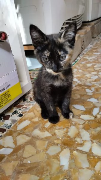 Spettacolare gattina dagli occhi verdi